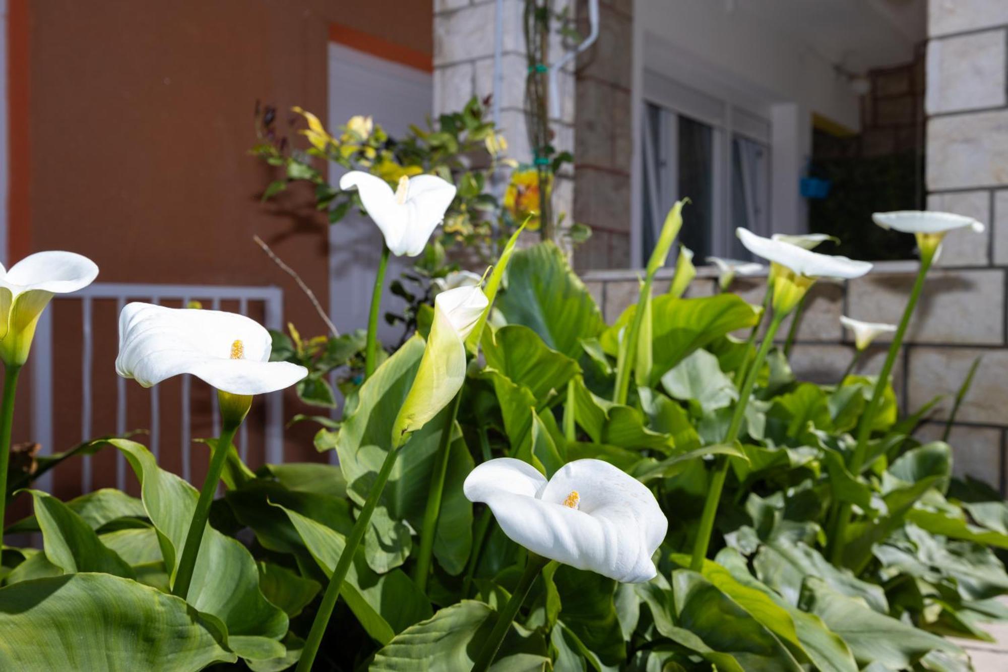 Apartments Marija Σπλιτ Εξωτερικό φωτογραφία